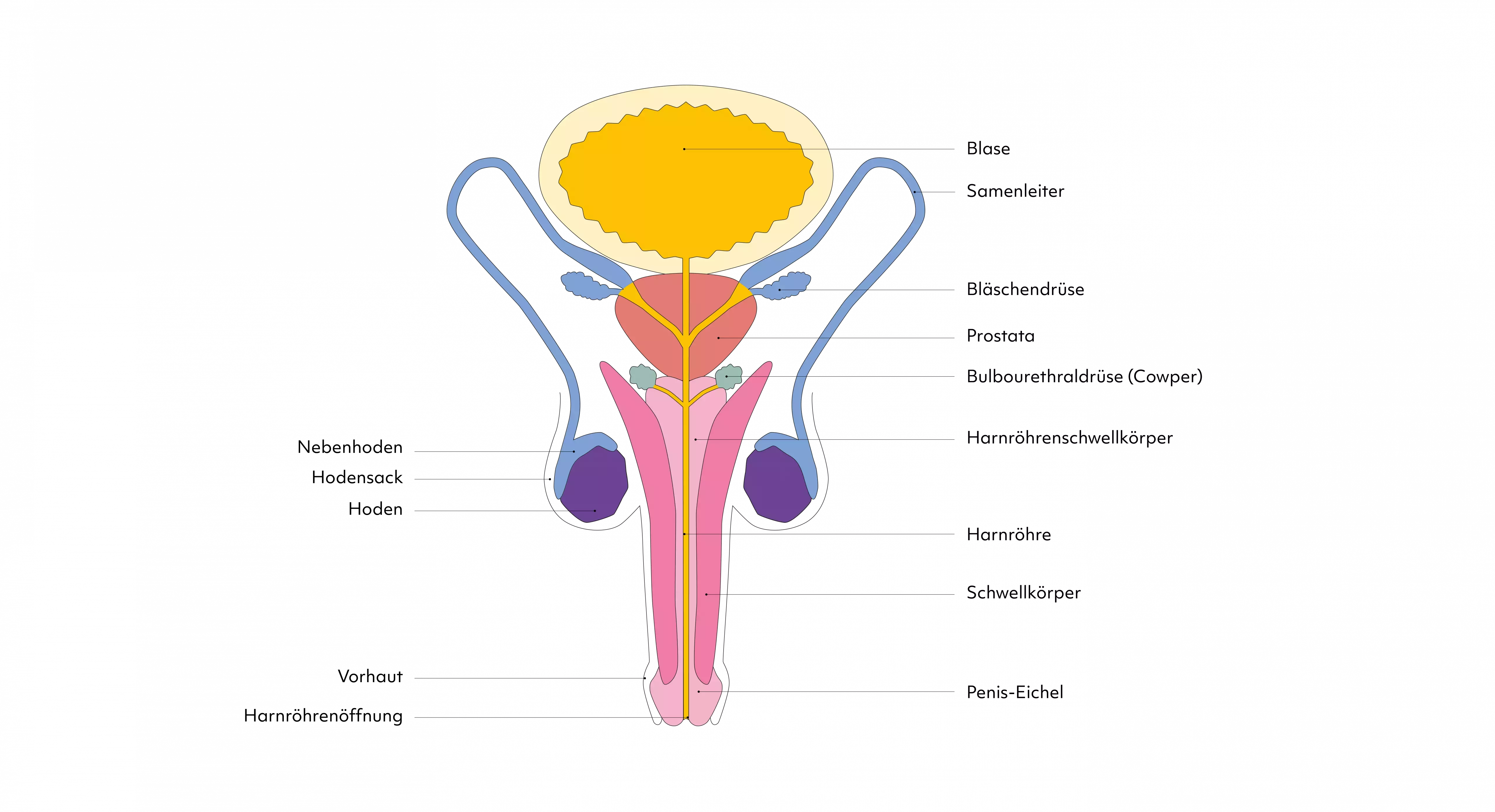 Schematische bunte Darstellung der männlichen Geschlechtsorgane mit Beschriftungen wie Blase, Samenleiter, Samenblase, Bläschendrüse, Prostata, Cowper-Drüse, Harnröhre und Penis
