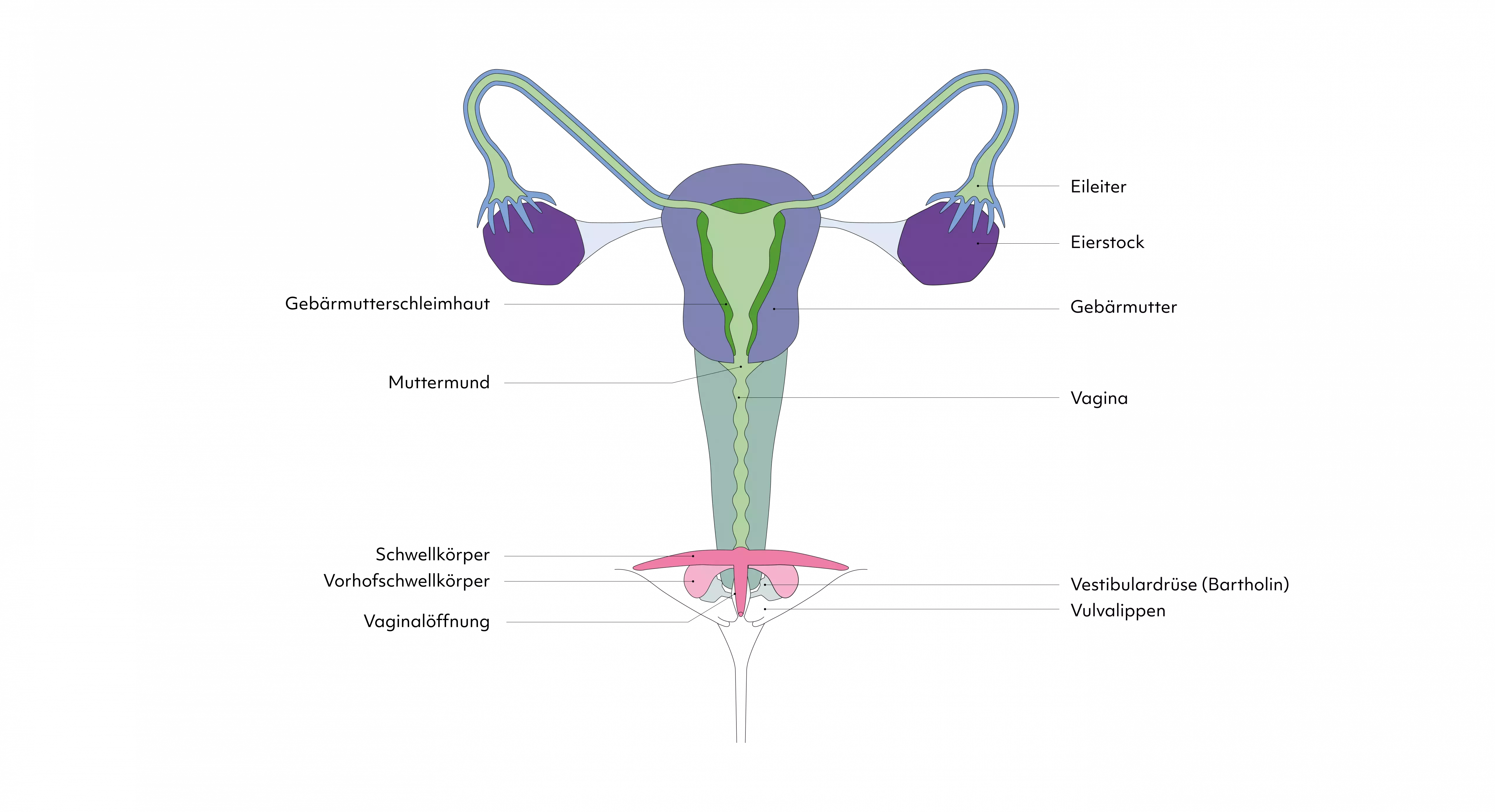 Schematische bunte Darstellung der weiblichen Geschlechtsorgane mit Beschriftungen wie Eierstöcken, Eileitern, Gebärmutter, Gebärmutterhals, Vagina, Klitoris, Vestibulardrüsen und Vulvalippen