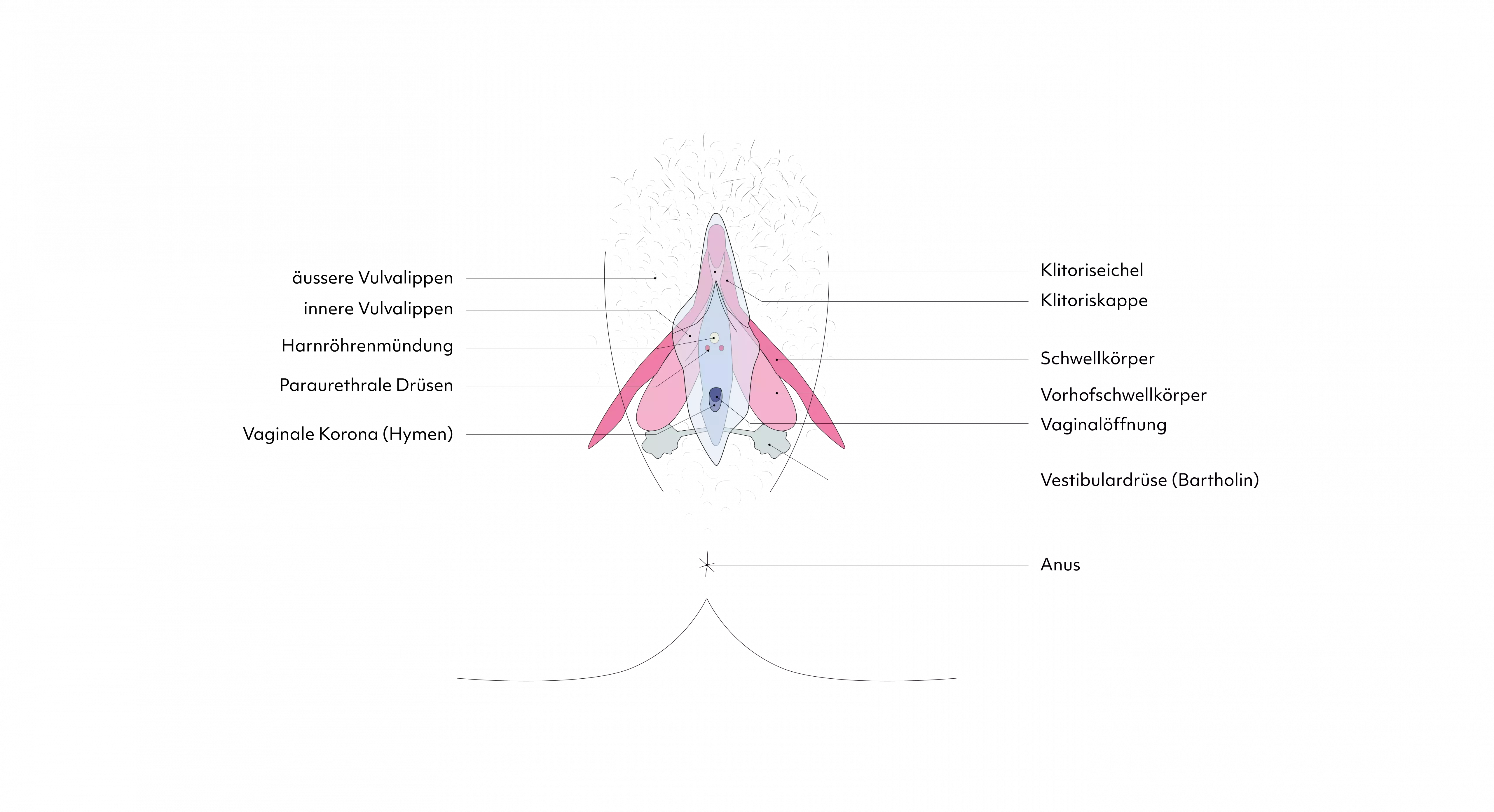 Schematische bunte Darstellung der Vulva mit Beschriftungen wie Klitoris, Klitorisschenkel, Vorhofschwellkörper, Harnröhrenöffnung, Vaginalöffnung, Vestibulardrüsen und Anus