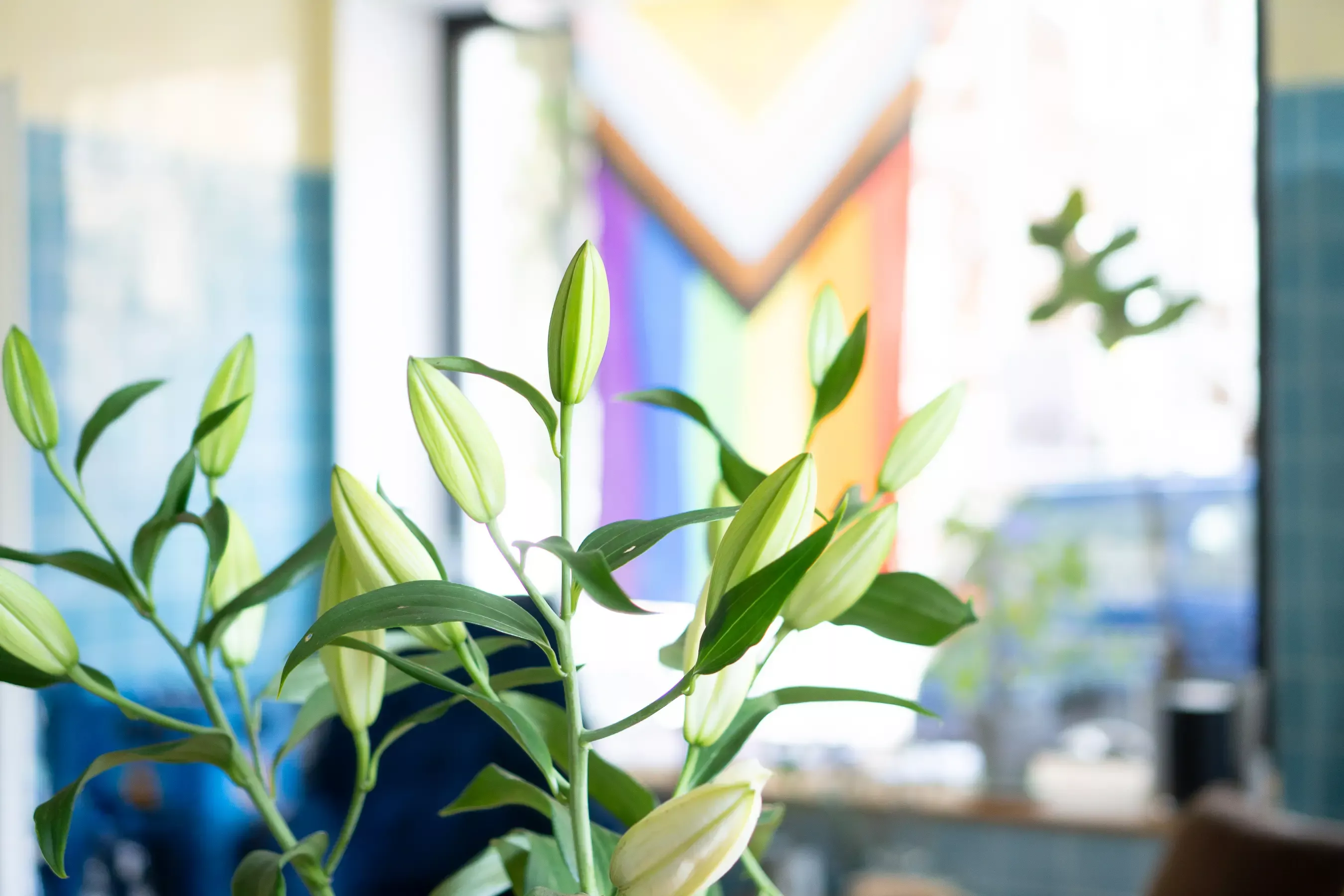 Plant with closed flower buds in the foreground, blurred Pride flag in the window in the background